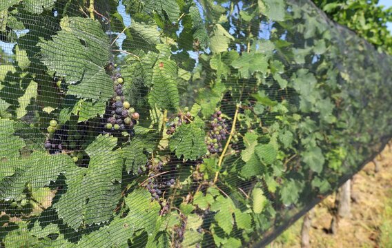 Vineyard netting protecting unripe grapes of the vineyard against birds, insects and hailstorm