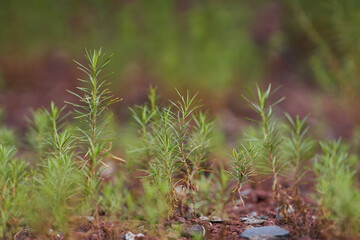 Pine trees nursery in an extinct volcano