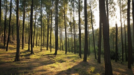 Obraz premium Sunlight Filtering Through Tall Pine Trees in a Forest