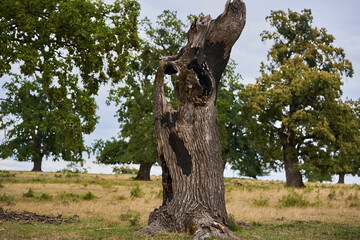 Burnt stump among centennial trees