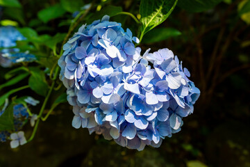 大阪の花博記念公園鶴見緑地で見た青色の紫陽花