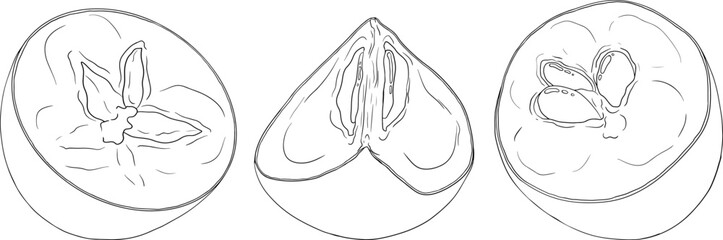 Chiku elements. Sapodilla naseberry pouteria line fruits. Vector botanical design of exotic tropical fruit