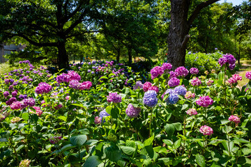 大阪の花博記念公園鶴見緑地で見た、カラフルな紫陽花