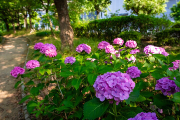 大阪城公園のあじさい・うつぎ園で見た、ピンクや紫色の紫陽花