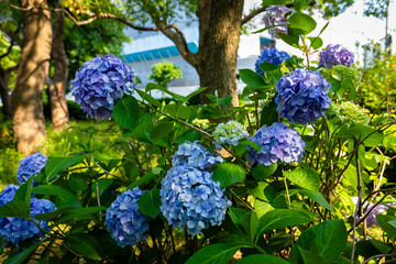 大阪城公園のあじさい・うつぎ園で見た、青色の紫陽花