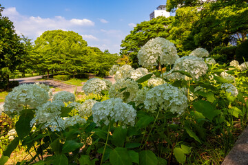 大阪城公園のあじさい・うつぎ園で見た、白い紫陽花と青空