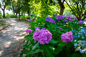 Obraz premium 大阪城公園のあじさい・うつぎ園で見た、ピンクや紫色の紫陽花