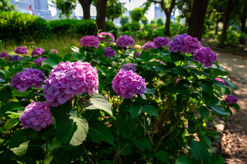 Obraz premium 大阪城公園のあじさい・うつぎ園で見た、ピンクや紫色の紫陽花