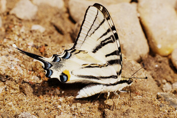 butterfly on the ground