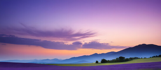 Fototapeta premium sunset over the lavender