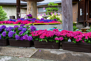 京都府宇治市の三室戸寺で見た、カラフルな紫陽花