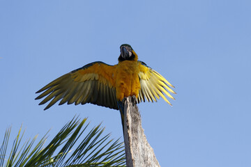 Araras de Caldas Novas - GO com belíssimos flagrantes em seu habitat natural 