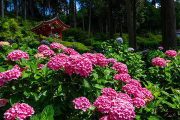 京都府宇治市の三室戸寺で見た、鮮やかなピンク色の紫陽花