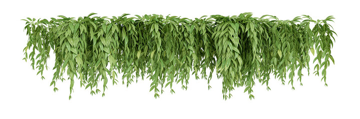 Fototapeta premium Creeper leaves isolated on white