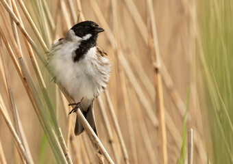 Common Reed Bunting