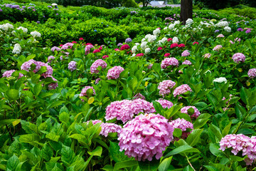 京都府宇治市の三室戸寺で見た、カラフルな紫陽花