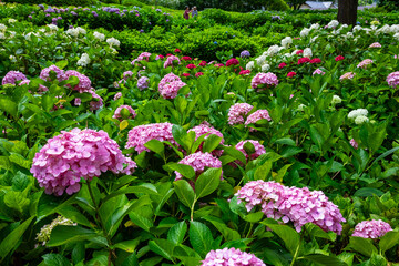 京都府宇治市の三室戸寺で見た、カラフルな紫陽花