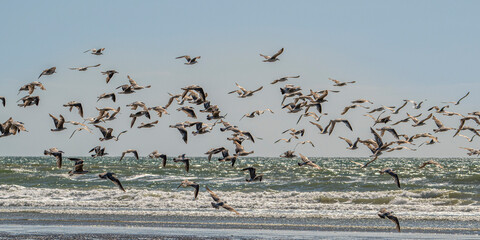 vol de goélands sur la plage
