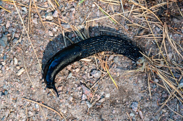 Black slug Arion ater crossing a forest trail