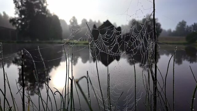 Spider web cobweb old and dusty up-close near lake nature landscape background