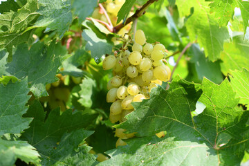 Close up of grapes hanging on Vine, Hanging grapes. Grape farming. Grapes farm. Tasty green grape...