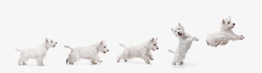Collage. Adorable, purebred West Highland White Terrier in motion, standing, running, jumping, showing playful energy isolated on white background. Concept of animals, care, vet, grooming and health