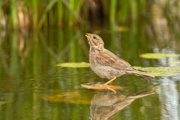 Corn Bunting