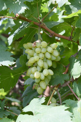 Close up of grapes hanging on Vine, Hanging grapes. Grape farming. Grapes farm. Tasty green grape bunches hanging on branch. Grapes With Selective Focus on the subject, Chakwal, Punjab, Pakistan