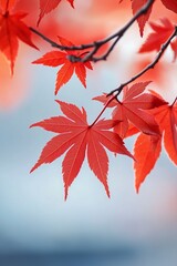 Background with red maple leaves on the background of nature. Autumn red leaf. The season of admiring the change of leaf color. The symbol of Canada