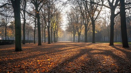 Obraz premium A picturesque autumn park with bare trees and fallen leaves scattered across the ground, bathed in the soft glow of autumn light.