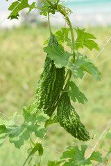 Bitter gourd or Green Bitter gourd hanging from a tree on a vegetable farm, ripe bitter gourd...