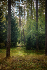 Obraz premium An autumn serene forest with towering pine trees and conifers, and a winding path