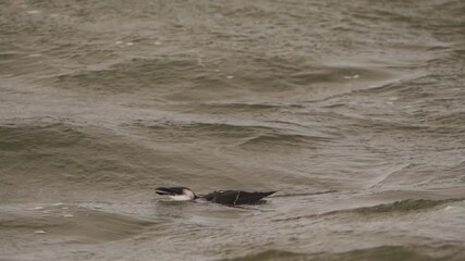  A razorbill, razor-billed auk, or lesser auk (Alca torda) diving into the waves during a heavy storm - slow motion