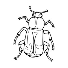 beetle sketch illustration