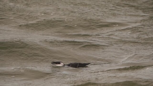  A razorbill, razor-billed auk, or lesser auk (Alca torda) diving into the waves during a heavy storm - slow motion
