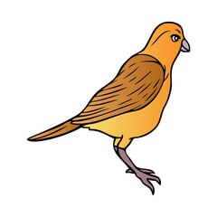 sparrow bird illustration