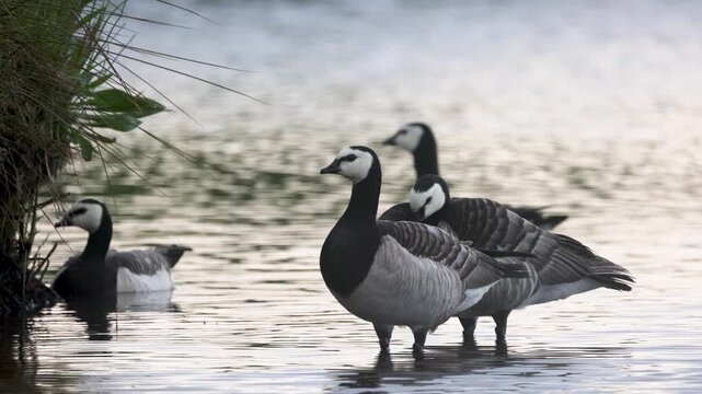 Beautiful black and white goose hunt fish in lakes, rivers, and canals. Black and white goose fly over the water. Black and white goose gracefully glide over the water's surface.