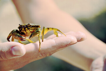 crab on a hand