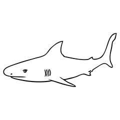 Obraz premium shark line vector illustration