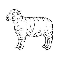 sheep line vector illustration
