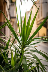 flower on the street in Sa Pobla Mallorca on a sunny day