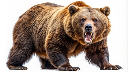 Fototapeta premium Ferocious brown grizzly bear with sharp claws and teeth, fur standing on end, growling aggressively, isolated on a transparent background for easy editing.