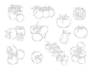 Tomato. Vector illustration. Isolated object on white background. Hand-drawn style.