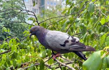 A pigeon sits on the branch of a tree, looking around