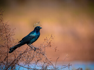 Colorful Boat Tailed Grackle sitting on a branch looking at camera