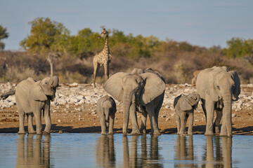 Obraz premium Herd of african elephant (Loxodonta africana) drinking at a waterhole in Etosha National Park in Namibia.