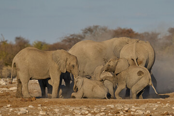 Obraz premium Herd of african elephant (Loxodonta africana) have a dust bath after drinking at a nearby waterhole in Etosha National Park in Namibia