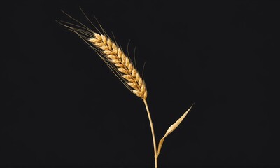 Single wheat stalk isolated on black background