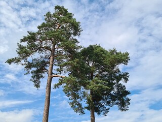 Kiefernbaumkronen bei sonnigem Wetter - Pinus
