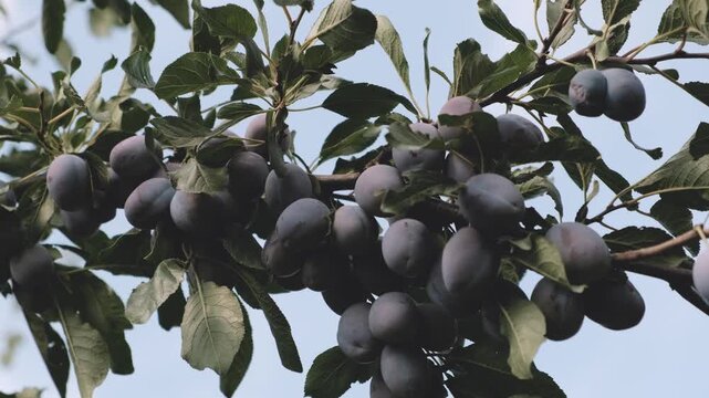Blue plums ripened in the garden in autumn. Growing plums in the garden. The season for harvesting blue plums is autumn.